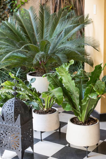 As plantas das selvas e florestas tropicais são as que mais sofrem. Exemplo: Asplenium nidus (frente) e Cycas revoluta (atrás)
