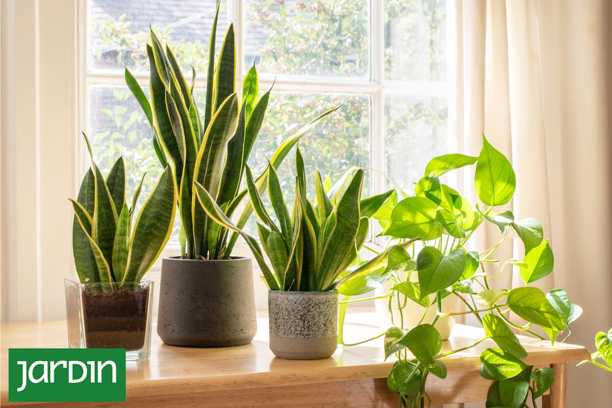 Plantas resistentes para sumar verde sin esfuerzo