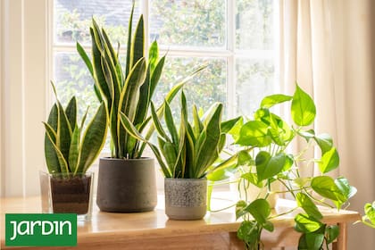 Plantas resistentes para sumar verde sin esfuerzo