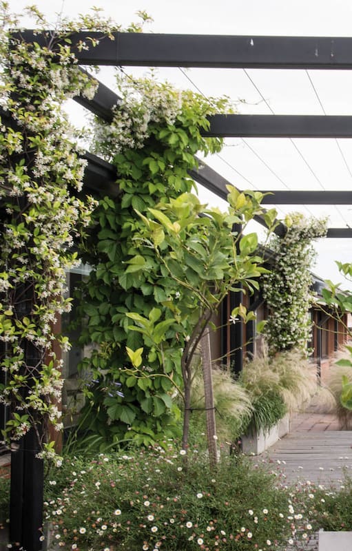 Plantas trepadoras como los jazmines de leche suben por la pérgola. Con el tiempo, cubrirán las vistas y terminarán de conformar un espacio íntimo. (Paisajismo: Maggie Cavanagh - Luz de Irigoyen).