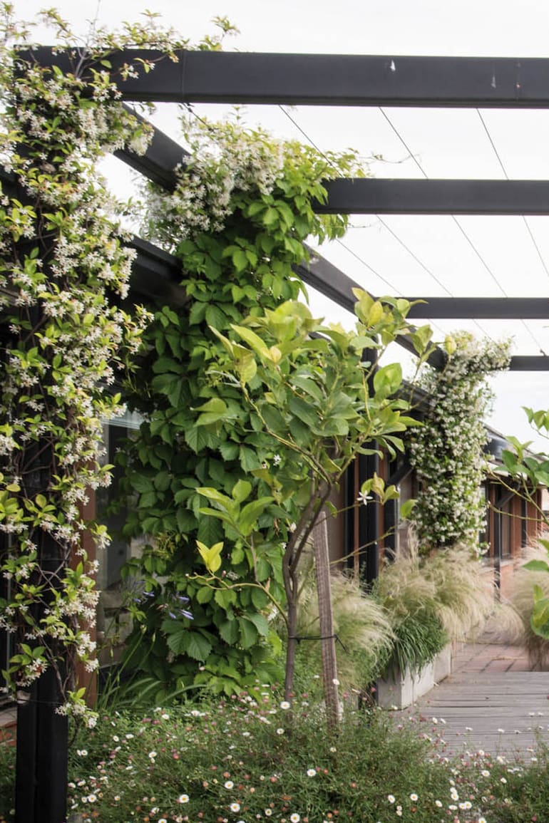 Plantas trepadoras como los jazmines de leche suben por la pérgola. Con el tiempo, cubrirán las vistas y terminarán de conformar un espacio íntimo. (Paisajismo: Maggie Cavanagh - Luz de Irigoyen).
