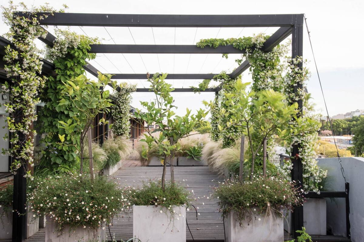 Plantas trepadoras como los jazmines de leche suben por la pérgola. Con el tiempo, cubrirán las vistas y terminarán de conformar un espacio íntimo. (Paisajismo: Maggie Cavanagh - Luz de Irigoyen).