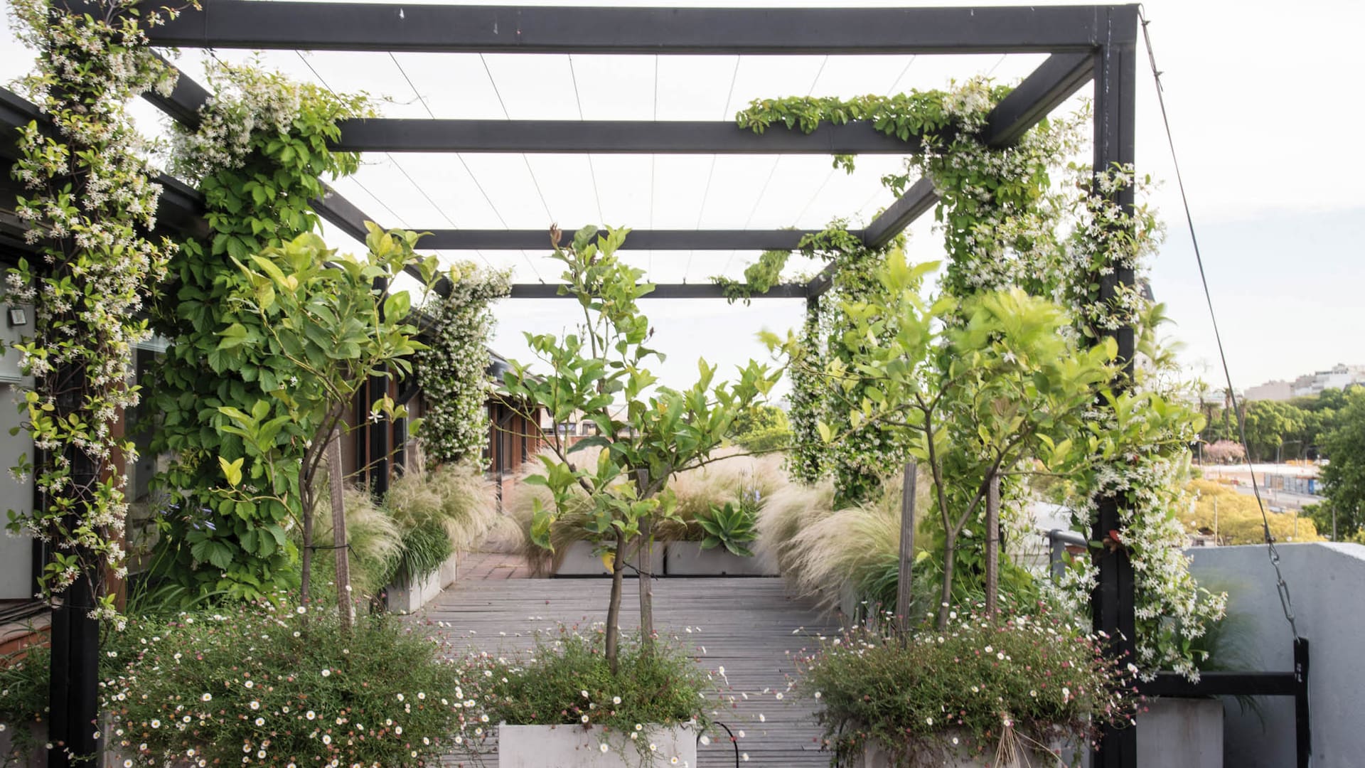 Plantas trepadoras como los jazmines de leche suben por la pérgola. Con el tiempo, cubrirán las vistas y terminarán de conformar un espacio íntimo. (Paisajismo: Maggie Cavanagh - Luz de Irigoyen).