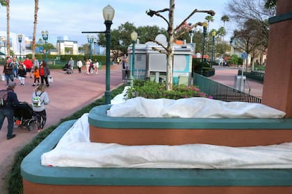 Plantas tropicales en Disney Hollywood Studios, en Walt Disney World (Lake Buena Vista) fueron cubiertas para protegerlas de las heladas (Joe Burbank/Orlando Sentinel via AP)