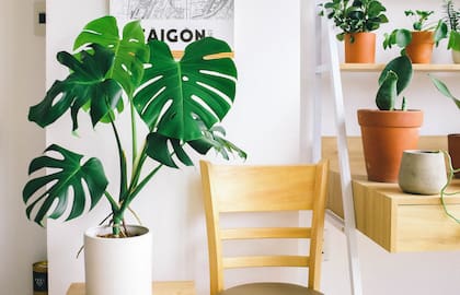 Plantas verdes y, en especial, con hojas redondeadas son las más recomendadas