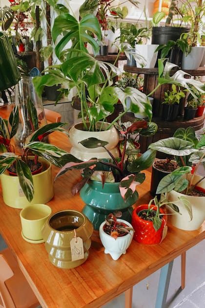 Plantas y macetas cuidadosamente seleccionadas para llevarte a casa