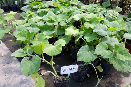 Plantín de calabaza