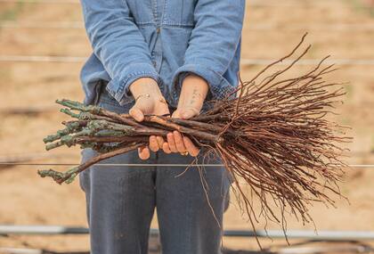Plantines de Malbec