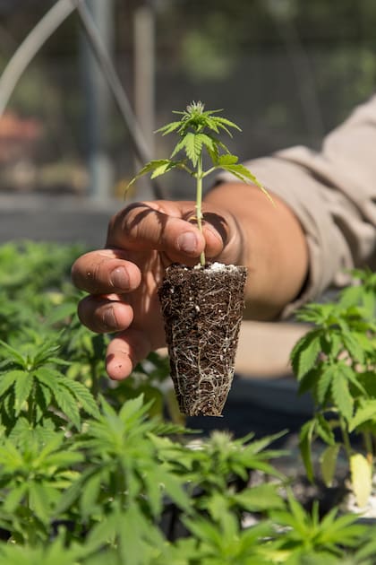 Plantines de cannabis.