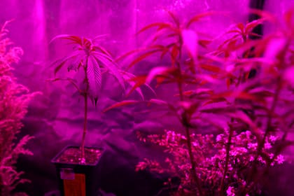 Plantines de cannabis certificados por el Instituto Nacional de Semillas (Inase), en venta en un grow shop