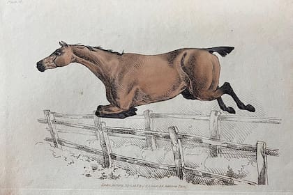 Plate XVIII del libro de 1816, “The Beauties & Defects in the Figure of the Horse. Comparately Delineated by H Alken”. Colección Martin Orozco.