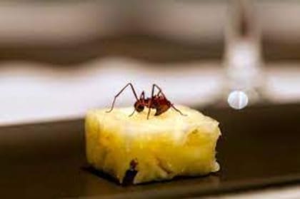 Plato de Atala con hormiga amazónica