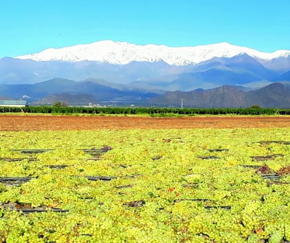 Playa de secado de pasas de uva en Chilecito, La Rioja