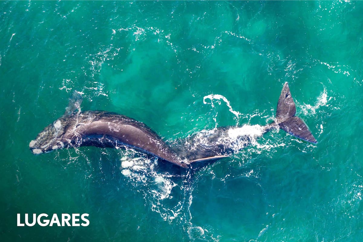 Desde Puerto Piramides salen excursiones para ver ballenas.