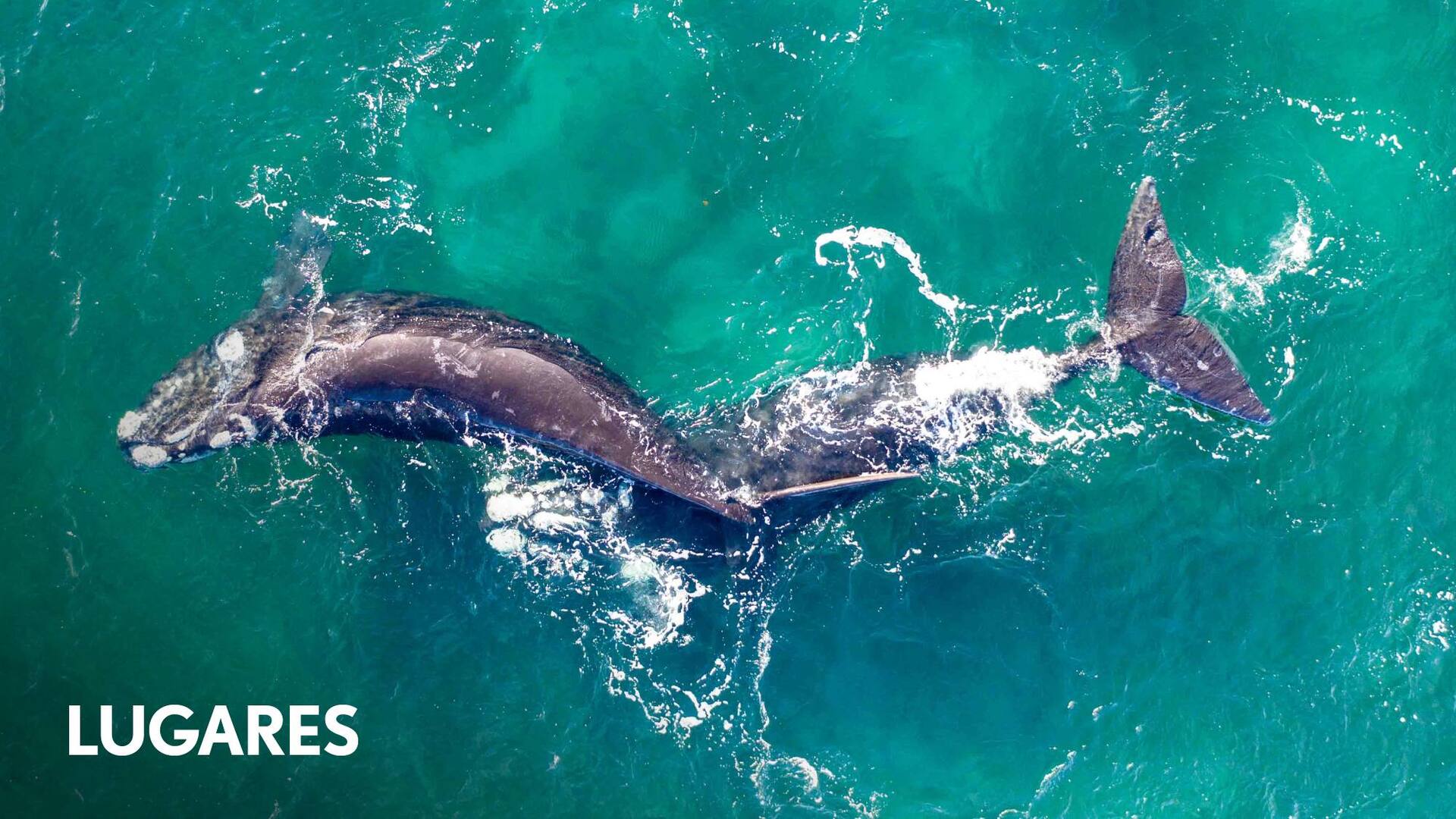 Desde Puerto Piramides salen excursiones para ver ballenas.