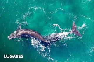 El enclave patagónico de la fauna marina, gran plan de vacaciones de invierno