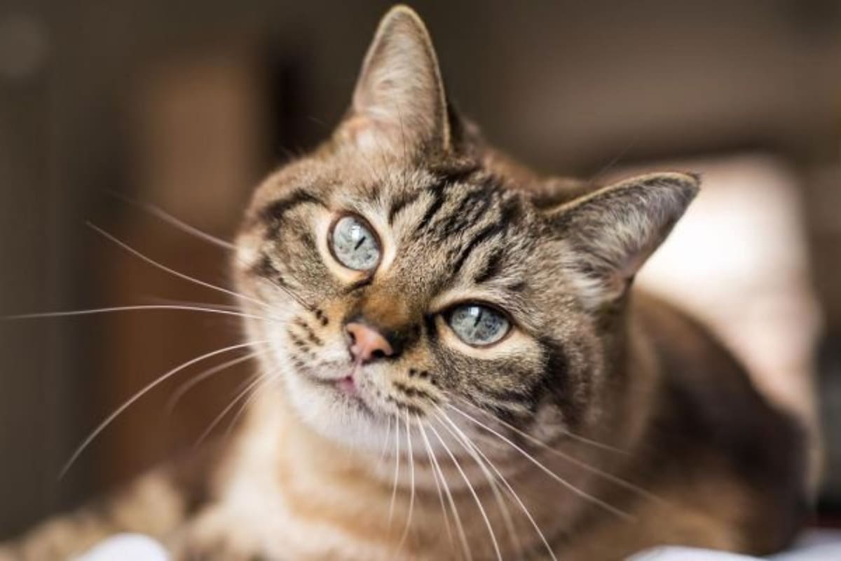 Plazos y métodos para desparasitar a un gato