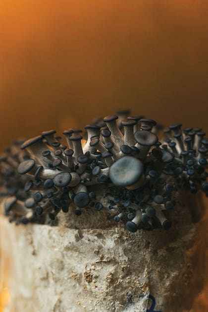 Pleurotus ostreatus columbinus, “gírgola azul”.