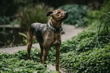 Plott Hound es una raza utilizada para la caza (Foto Unsplash)