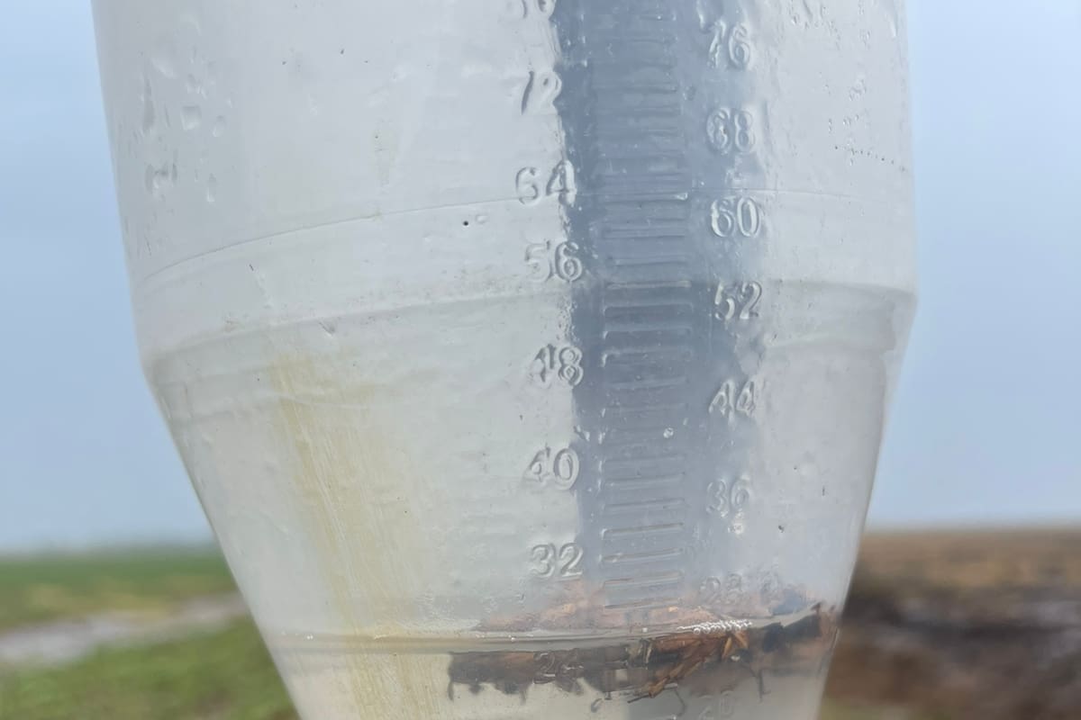 Pluviómetros otra vez con agua y charcos en el campo, una postal en el sudeste de Córdoba