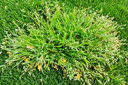 Poa annua es una maleza del frío que conviene controlar en invierno