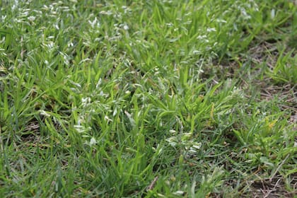 Poa annua o pastito de invierno, un invasor muy común.