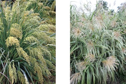 Poa iridifolia y Miscanthus sinensis, dos especies de gramíneas que se adaptan a zonas ventosas