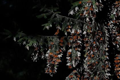 Población de mariposas monarcas se recupera y duplica sus áreas en México