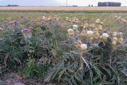 Poblaciones de cardos de Castilla con flores azules y blancas.