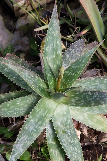 Pocas plantas combinan eficacia y accesibilidad como el aloe vera