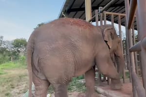 Pocha vivió los últimos cinco meses en el santuario de Mato Grosso