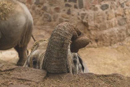 Todo lo que Guillermina conoce es el recinto de piedra del exzoológico, donde vive desde que nació