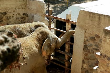 Pocha y Guillermina, las elefantas asiáticas del Ecoparque de Mendoza, en la primera aproximación a las cajas en las que viajarán 3000 kilómetros a Brasil