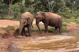 Pocha y su hija Guillermina, en un santuario de elefantes en Brasil