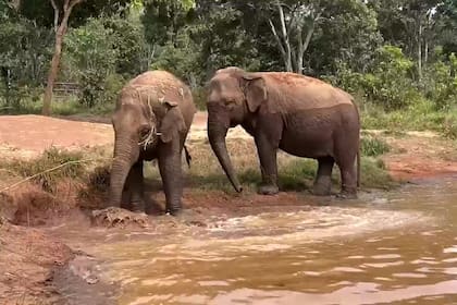 Pocha y su hija Guillermina, en un santuario de elefantes en Brasil