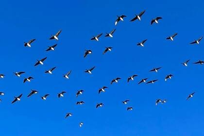 Poco antes de ese día en la playa en la que vio una bandada de gansos, Fergal Keane había salido de un colapso emocional.