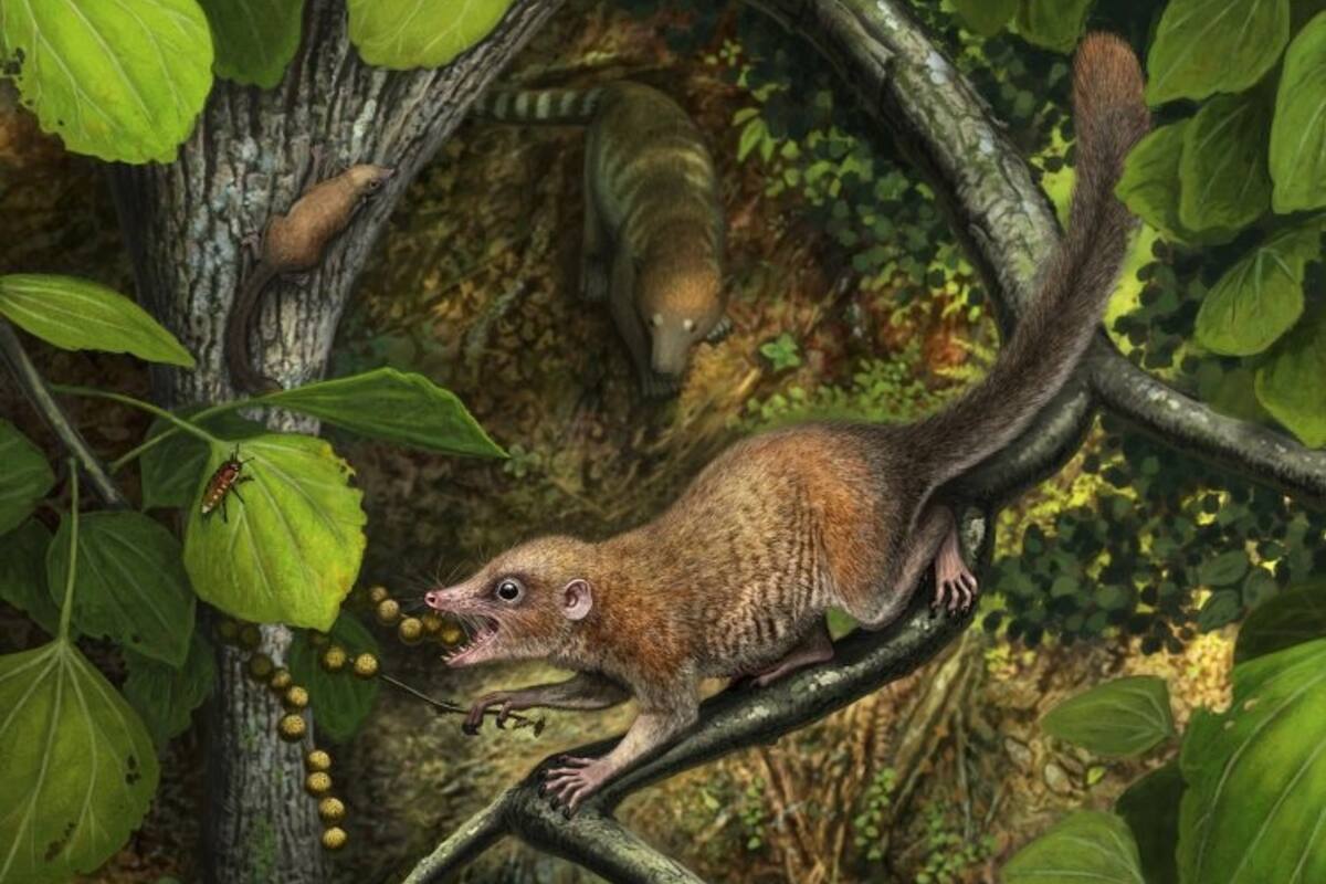 Poco después de la extinción de los dinosaurios, los primeros primates arcaicos conocidos, como la nueva especie Purgatorius mckeeveri, se diferenciaron rápidamente de su competencia