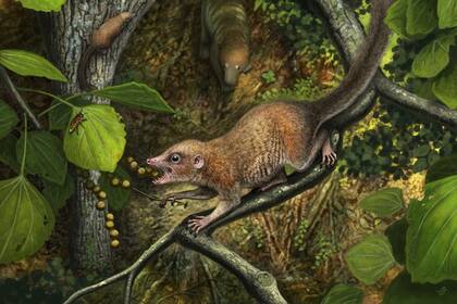 Poco después de la extinción de los dinosaurios, los primeros primates arcaicos conocidos como la nueva especie Purgatorius mckeeveri, que se muestra en primer plano, se diferenciaron rápidamente de su competencia