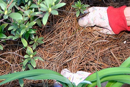 Podemos ayudar a nuestras plantas a pasar mejor en invierno, no importa si se encuentran en un parque, un patio o incluso en interiores con tareas tan sencillas como importantes.