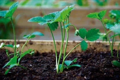 Podemos colocar varias plantas juntas, respetando una distancia de 10 cm entre ellas, y disponiéndolas a 5 cm de los bordes del contenedor.
