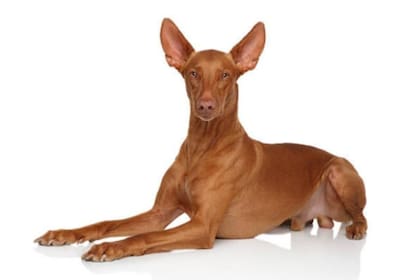 Podenco faraónico