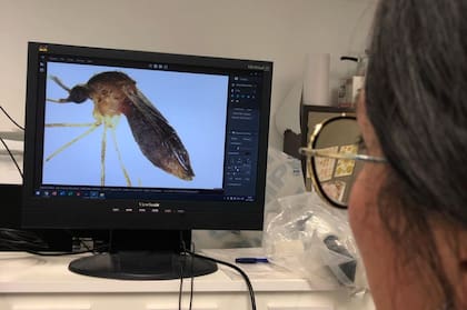 "Poder identificar esa fuente de ingesta de sangre nos permite comprender y determinar el grado de contacto entre mosquitos-hospedadores y el hombre".