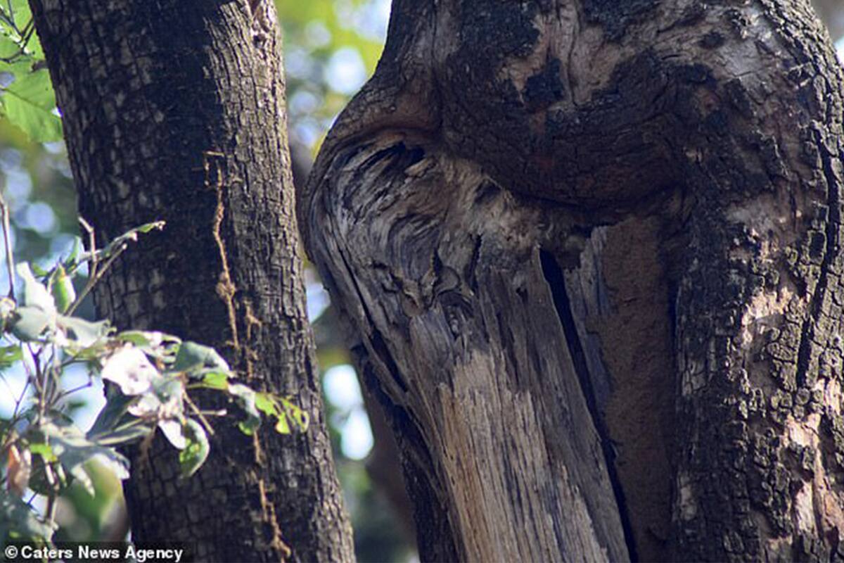 ¿Podés encontrala?