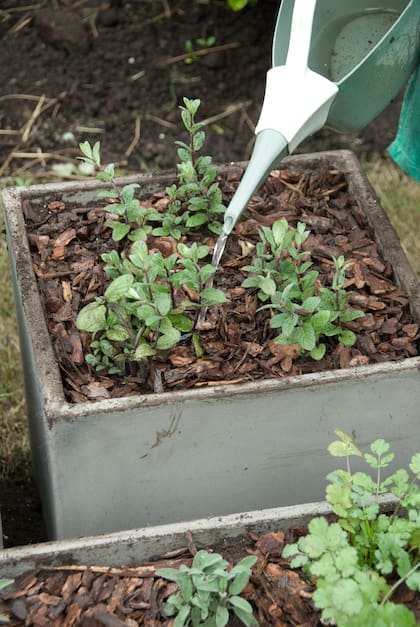 Podés cultivar menta en macetas y tenerla siempre a mano.