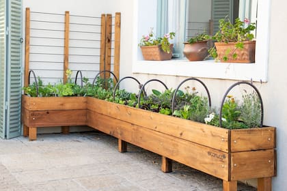 Podés disponer las macetas para cultivar los productos de tus ensaladas en terrazas, balcones o incluso en una ventana