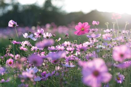 Poemas con flores de autoras argentinas