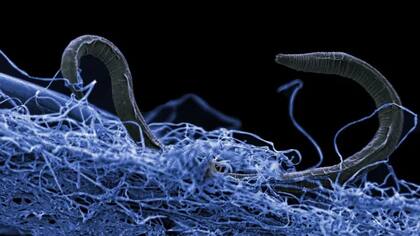 Poikilolaimus oxycercus, otro nematodo, también ha sido encontrado a más de un kilómetro de profundidad en Sudáfrica