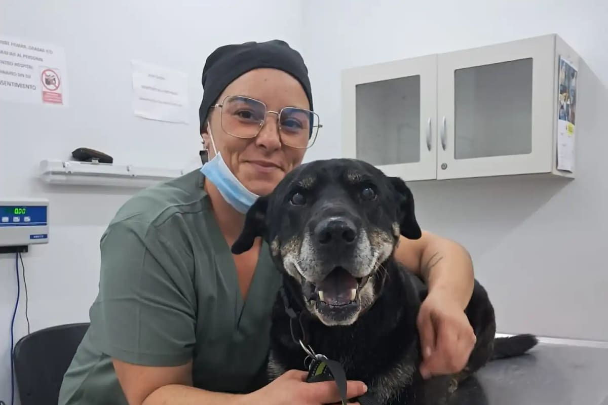 Policarpo, el perro al que le colocaron el primer marcapasos en la Facultad de Veterinaria.
Foto: FVET.