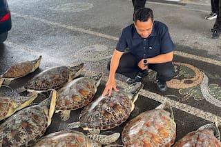 Policía en Bali frustra intento de vender 21 tortugas protegidas; arrestan a sospechoso