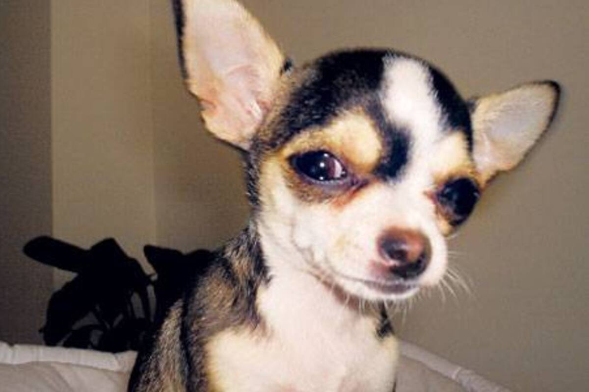 Policia Nacional de España detuvo a cinco personas tras encontrar un criadero ilegal de chihuahuas y vendían por hasta 3000 euros